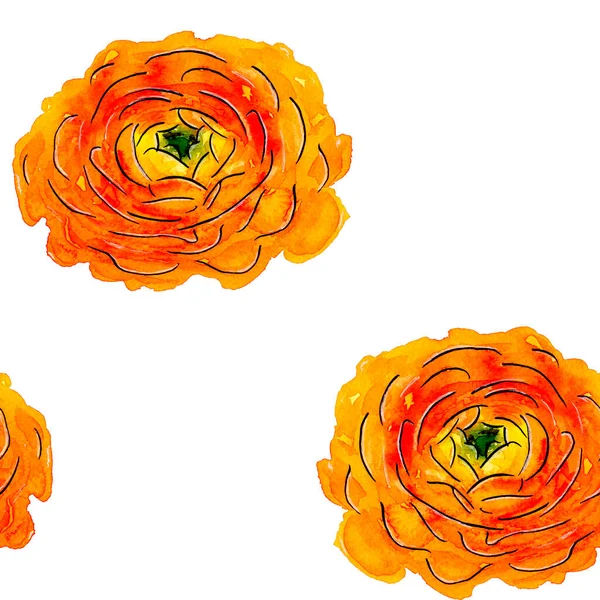 Seamless pattern of Hand-drawn watercolor yellow ranunculus on white. Orange flower with yellowish-green middle. Sketch of bright Persian or Chinese or Asian Buttercup with black line. — Stock Photo, Image