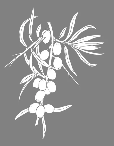 Ramo ou galho de espinheiro com folhas e bagas isoladas em fundo cinza. Silhueta branca desenhada à mão de seaberry. Imagem do mar-buckthorn ou do sallowthorn. — Fotografia de Stock