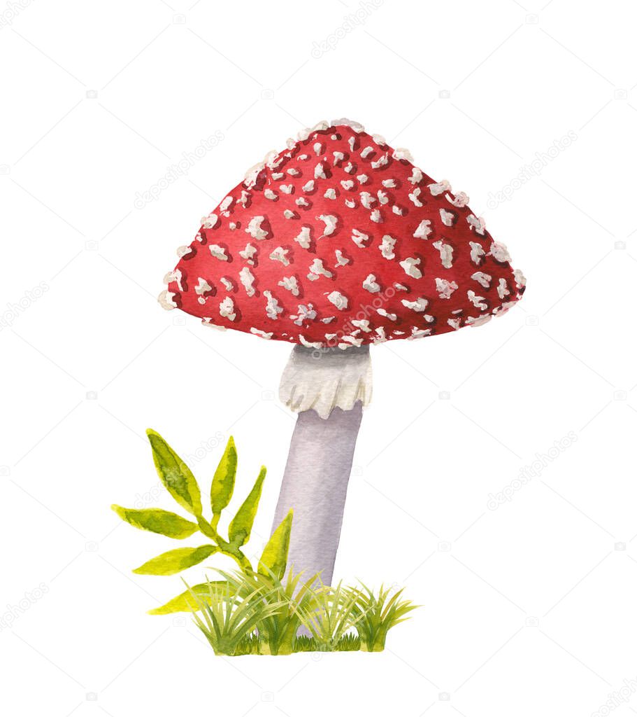 A watercolor redcap fly agaric on green grass. Hand-drawn poisonous mushroom with dots on red cap and ring on grey stipe isolated on white background. Dangerous amanita muscaria grows in woods and