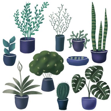 Çiçek saksılarındaki ev bitkileri. Beyaz üzerine mavi ve yeşil renkli el çizimi şirin iç dekoratif bitkiler. Monstera, sanseveria, lithops, kaktüs gibi tasarım elementleri. Klip sanatı