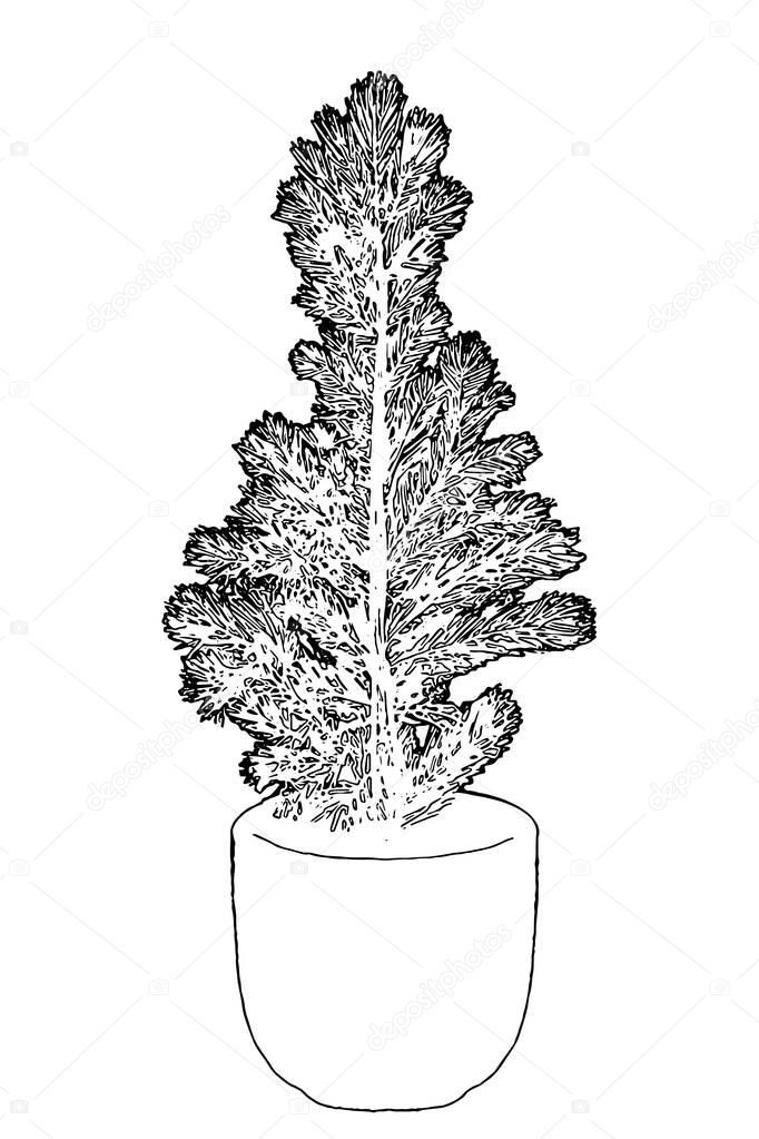 Evergreen young fir tree in the pot. growing Christmas tree to decorate and to plant lately in nature. Reuse green eco concept. Undecorated little pine in flowerpot isolated on white for your design.