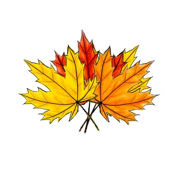 디지털 스케치 메이플 잎의 합성 부케. 가을의 색깔을 띤 잎들은 흰색으로 분리되어 있었다. 물감 색깔은 얼룩이 있는 밝고 어두운 색을 모방 한다. 떨어지고, 뭉치고, 천연물 — 스톡 사진