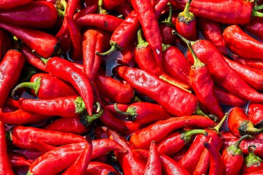 Mavi bir leğen su ile sıcak kırmızı biber. Büyük bir yığın ıslak sıcak biber