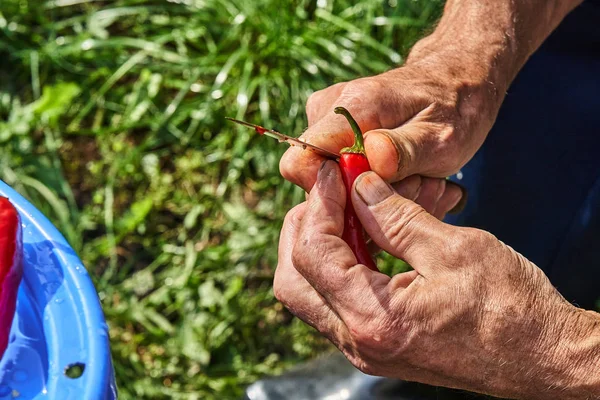 Red Hot Chili Peper Schoonmaken Het Reinigen Van Hete Peper — Stockfoto