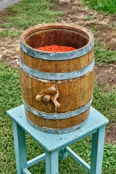 Open wooden barrel filled with milled hot pepper. Hot sauce production. Wooden barrel covered with wax on the background of green grass