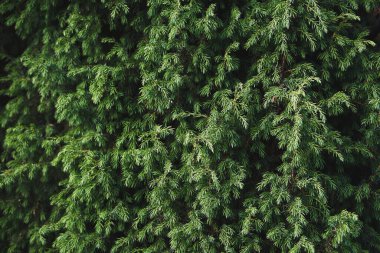 Ardıç çalısı yakın çekim. Kozalaklı çalı dokusu. Evergreen ardıç arkaplanı