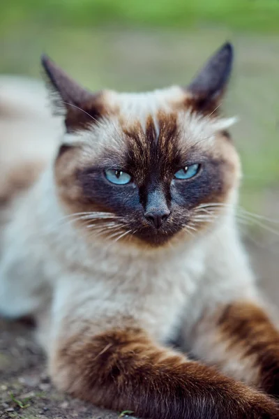 Adorable Gato Siamés Con Ojos Azules Acostado Suelo Descansando Día — Foto de Stock