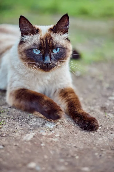 Очаровательная Сиамская Кошка Голубыми Глазами Лежащая Земле Отдыхающая Летний День — стоковое фото