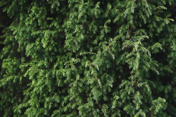 Juniper Bush Closeup Coniferous Bush Texture Evergreen Juniper Background — Stock Photo, Image