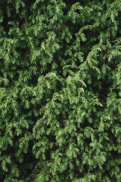 Primo Piano Del Cespuglio Ginepro Struttura Cespugliosa Conifere Evergreen Sfondo — Foto Stock