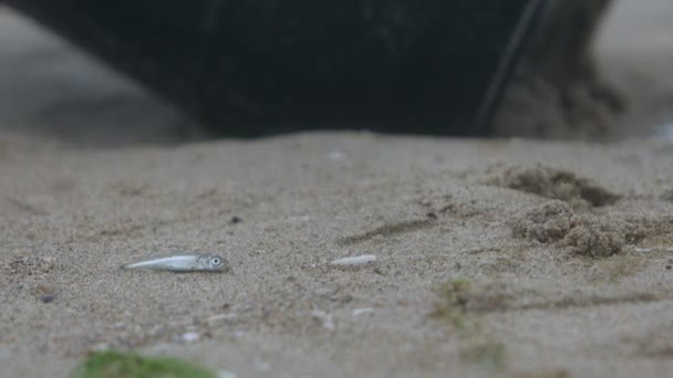 Närbild Svart Tunna Med Biologiskt Farlig Skylt Havskusten Med Död — Stockvideo