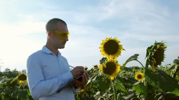 黄色の眼鏡の農学者は タブレット上でノートを作り ひまわりの花の状態を視覚的に評価します 乾季のひまわり作物の分析 — ストック動画