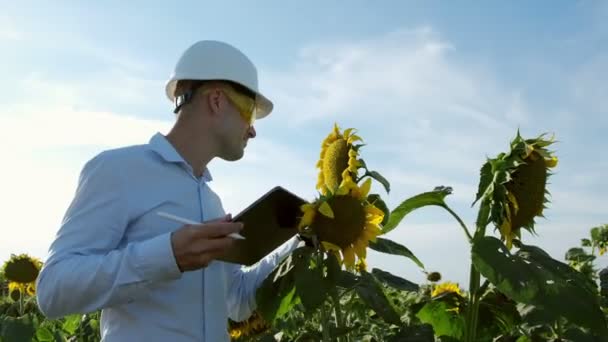 Man Vit Skyddshjälm Med Tablett Händerna Undersöker Blommorna Solros Bedömer — Stockvideo