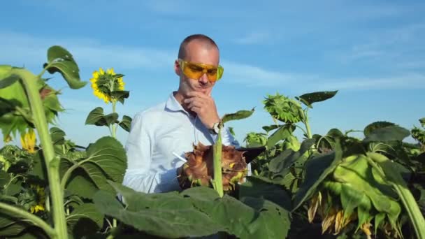 錠剤を手にした黄色い眼鏡の男は ひまわり畑に立っているときに 植物の病気で負傷したひまわりの花をそっと見て タブレットでメモを取ります — ストック動画
