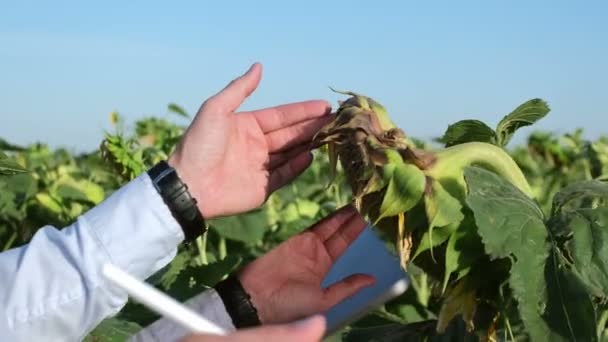 Mendekati Seorang Agronomis Mengambil Bunga Matahari Memeriksa Tanaman Dan Membuat — Stok Video