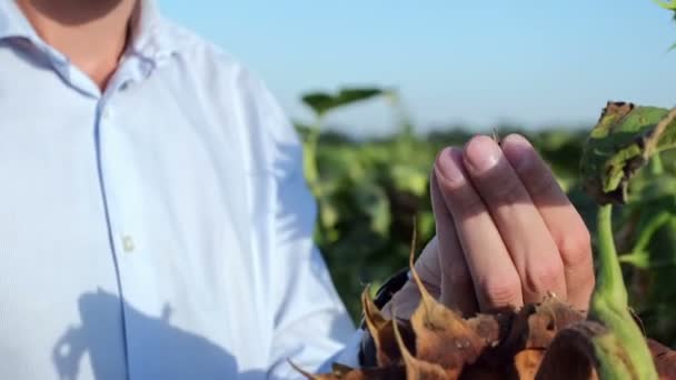 Dekat Seorang Pria Memegang Biji Bunga Matahari Dengan Jari Jarinya — Stok Video