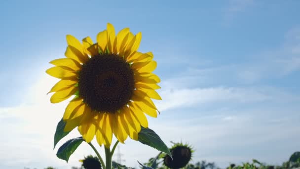 Napsugarak Egy Napraforgó Sárga Szirmain Keresztül Ragyognak Napraforgó Virág Ellen — Stock videók