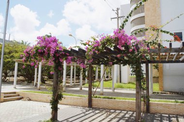 Bahçe, ahşap bir yapı içinde..