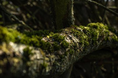 İlkbaharın başında Branch 'ta yosun, sığ alan derinliği