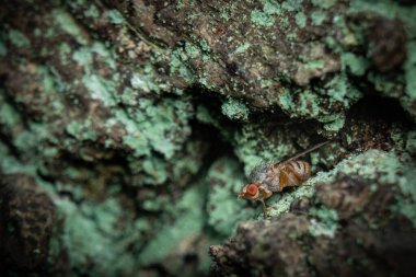 Yosun kaplı ağaç kabuğunda dinlenen bir sinek kümesinin makro 'su