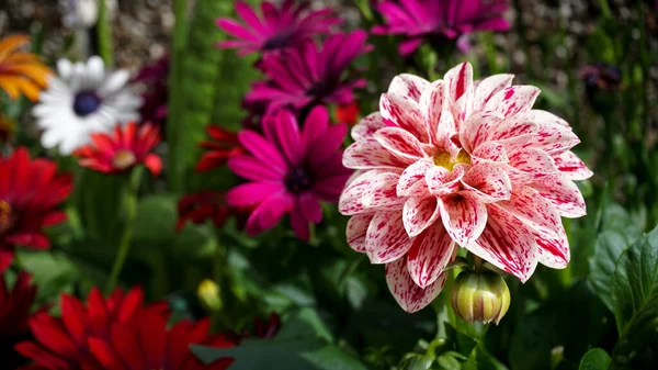 背景に色とりどりの花を咲かせる一本のダリア ピナータ アスタリスク — ストック写真