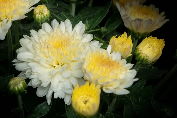Kasımpatı Beyaz Asteraceae Çiçek Başlarının Yakın Plan Görüntüsü — Stok fotoğraf