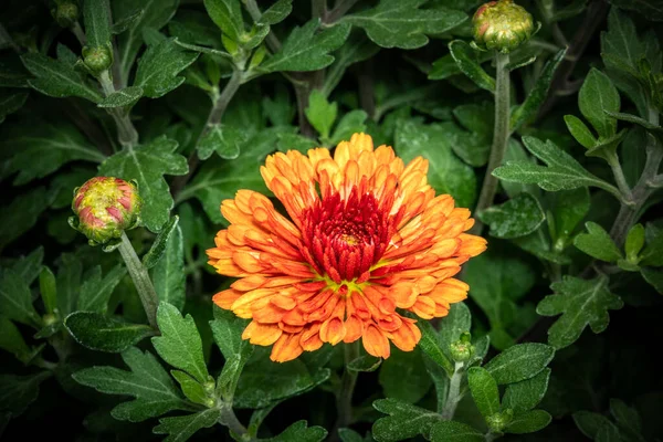 Rysanthemum Orange Asteraceae Close View — 스톡 사진