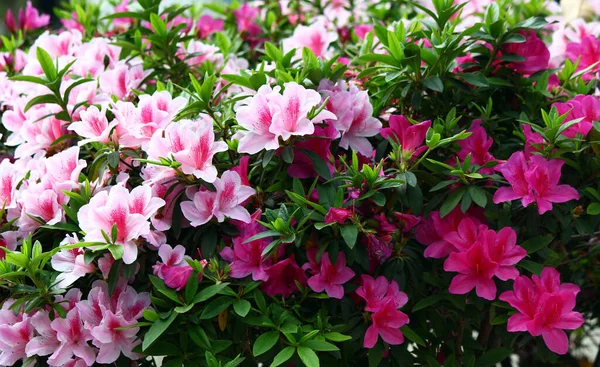 pink and fuchsia color azaleas blooming in garden
