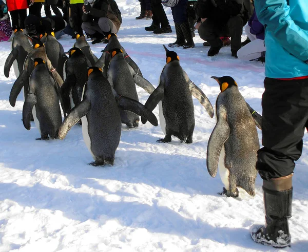 Pingvin Vintern Japan Hokkaido — Stockfoto