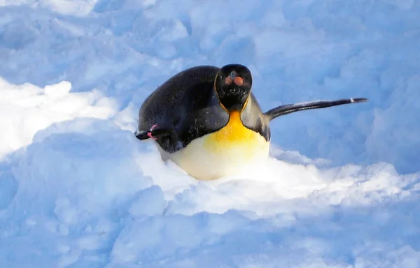 Pingvin Vintern Japan Hokkaido — Stockfoto