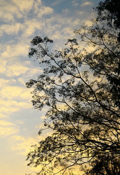 Sombra Árvores Pôr Sol — Fotografia de Stock