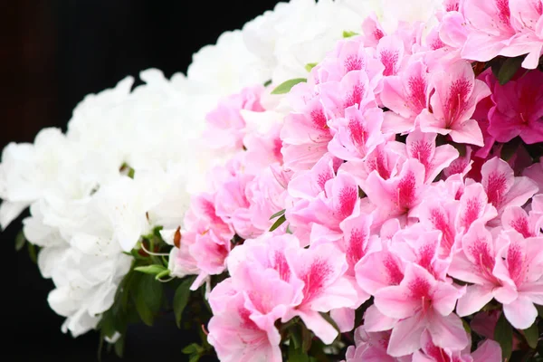 Bahçede açan renkli açelyalar.