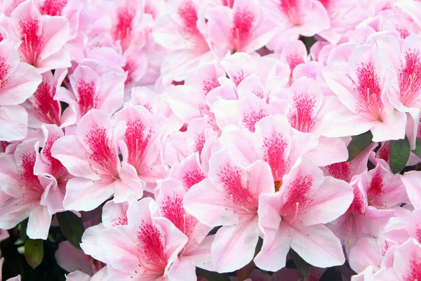 Pink Azalea Flowers Close — Stock Photo, Image