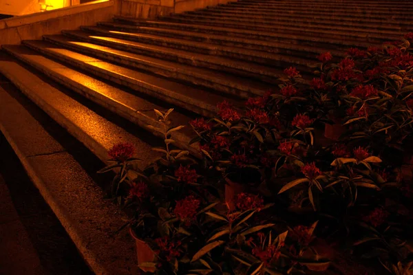 Treppenblick Mit Blumen Der Macao Nacht — Stockfoto