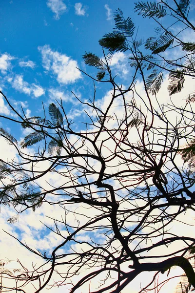 Árvores Silhuetas Folhas Fundo Céu — Fotografia de Stock