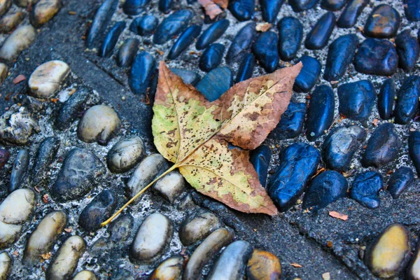 close up a leaf on stone road