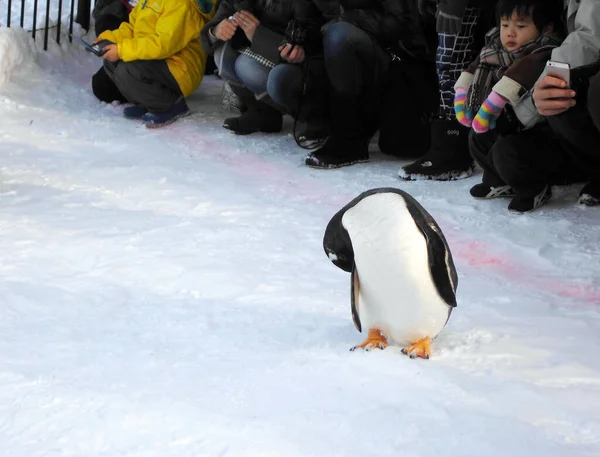 Söt Barn Tittar Pingvin Snö Hokkaido Japan — Stockfoto