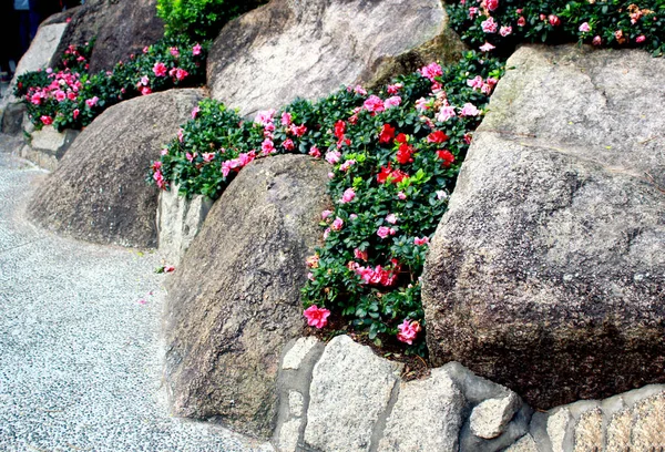 Couleur Rouge Rose Fleurissant Dans Jardin — Photo