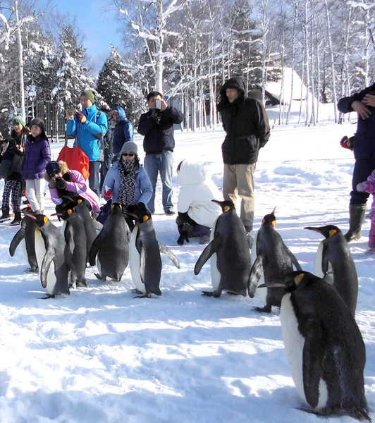 氷の上を歩くペンギン王 — ストック写真