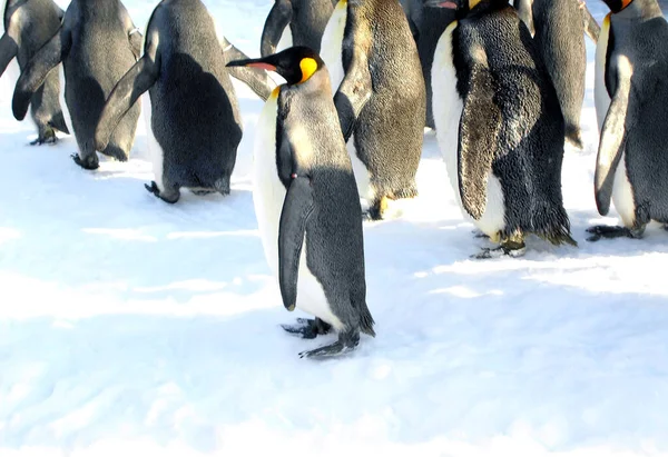 Pingviner Snön — Stockfoto