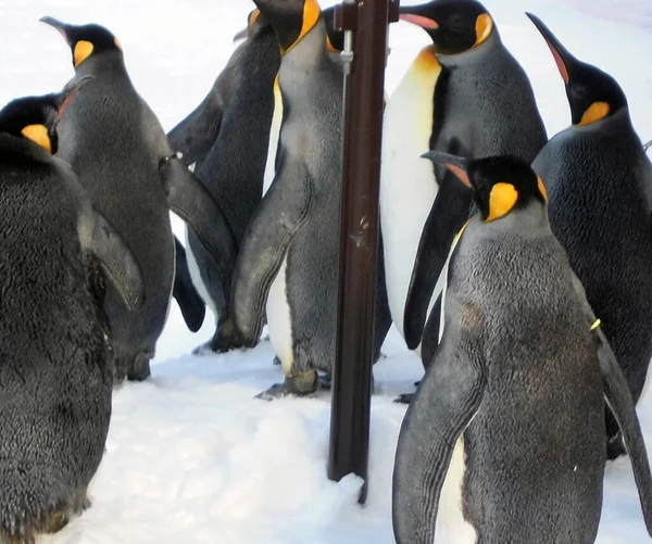 ペンギンの群れです — ストック写真