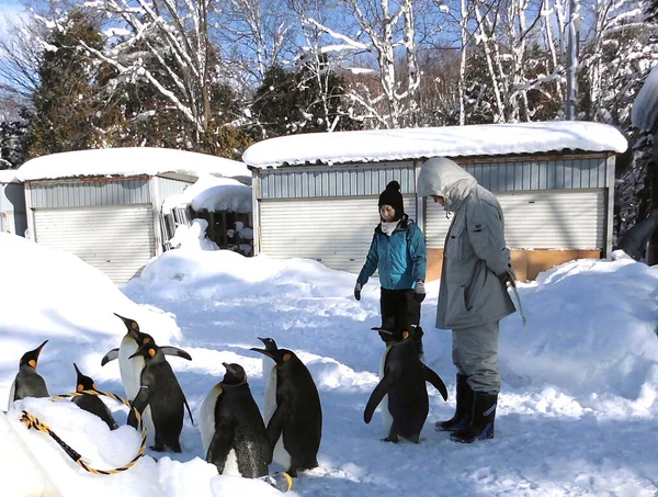 雪の上でペンギン遊び — ストック写真
