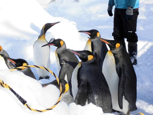 ペンギンの群れです — ストック写真