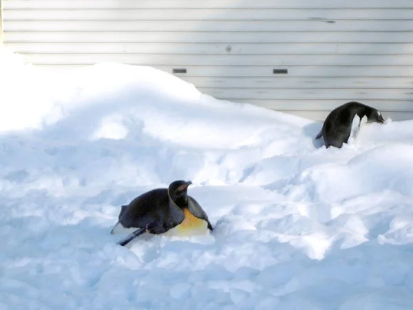 Pingvinen Leker Med Snö — Stockfoto