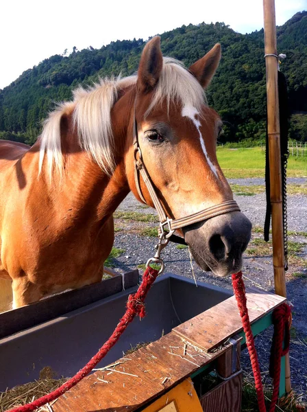 Porträt Eines Pferdes — Stockfoto