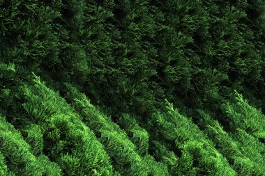 Ağaçta yeşil yosun