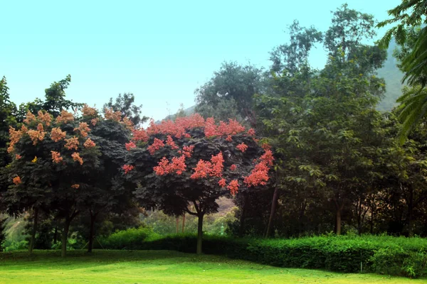 Árboles Otoño Parque — Foto de Stock