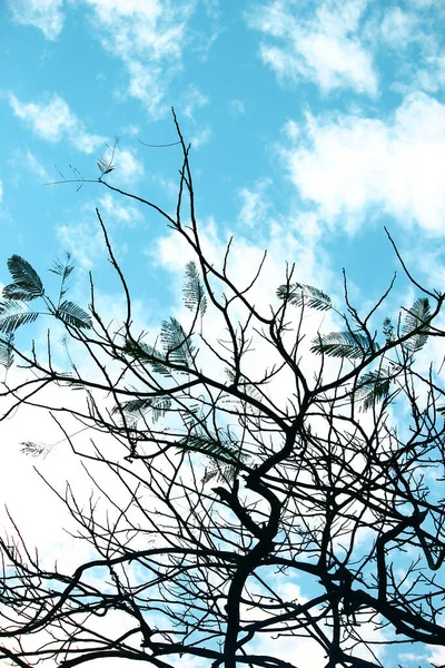 Ветви Дерева Небе — стоковое фото