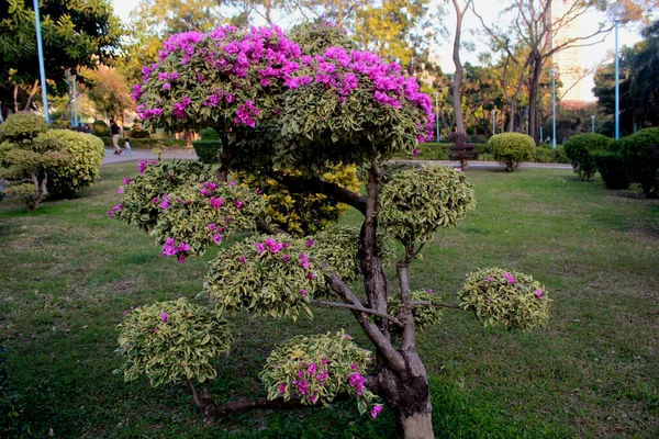 Flores Moradas Jardín Primavera — Foto de Stock