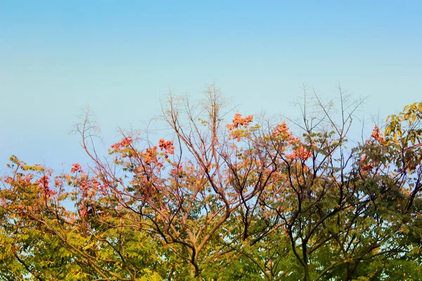 Flores Vermelhas Amarelas Contra Céu Azul — Fotografia de Stock